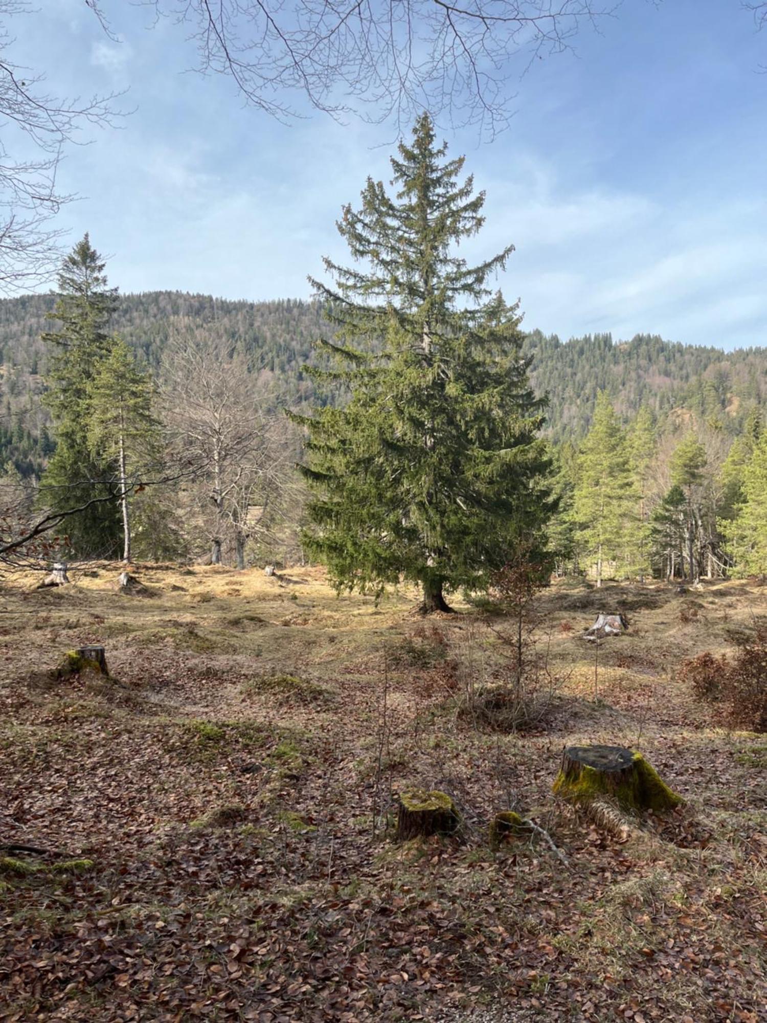 Fewo Lautersee Mittenwald Exteriör bild